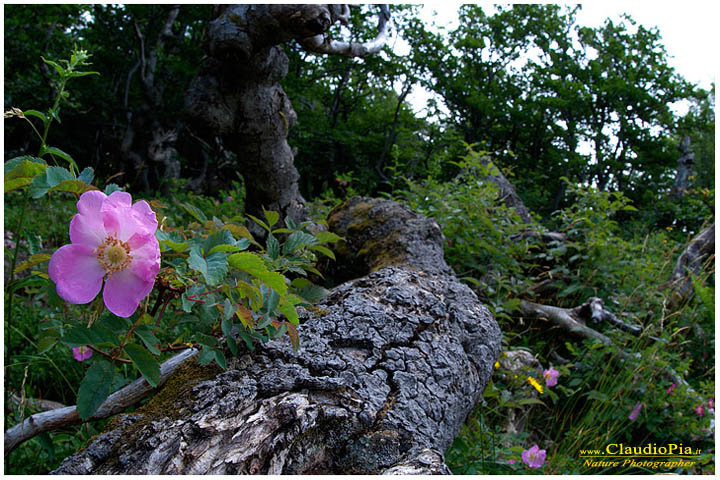 rosacea, fiori di montagna, fiori della Liguria, alpi Liguri, appennino ligure, Val d'Aveto